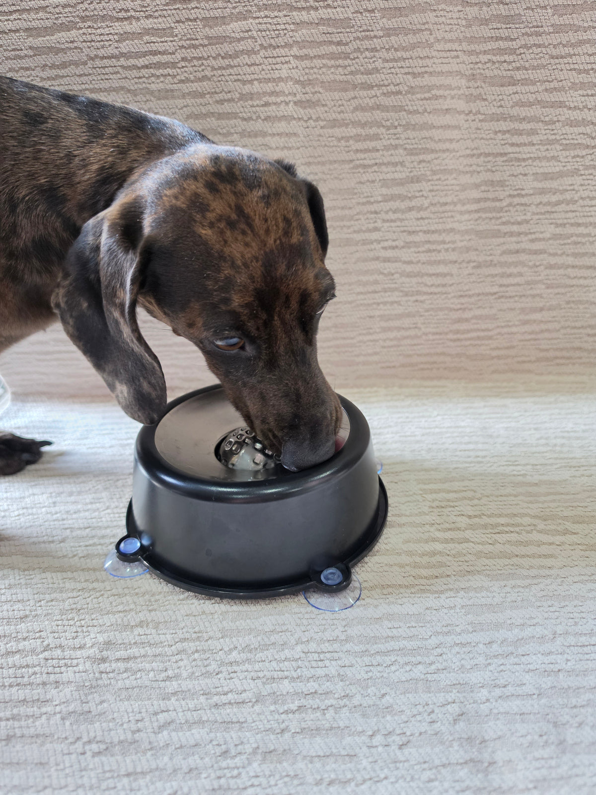 Slurp & Chill Lick Bowl™